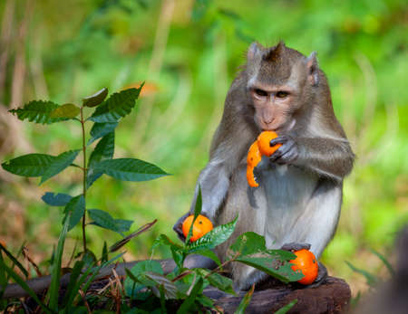 Macaque and tangerines. Monkeys from Southeast Asia. Filmed in Cambodia