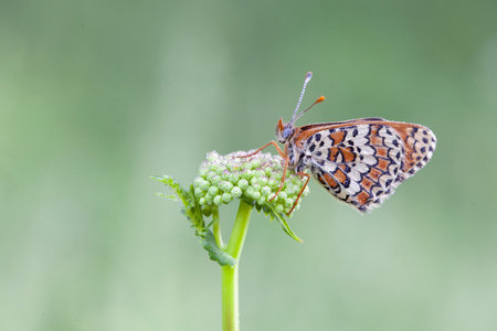Butterflies Of The Central Part Of Russia. Morning awakening