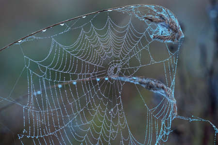 Cobwebs in the morning dewの写真素材