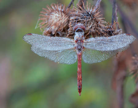 Dragonflies of Central Russia. Morning awakeningの写真素材
