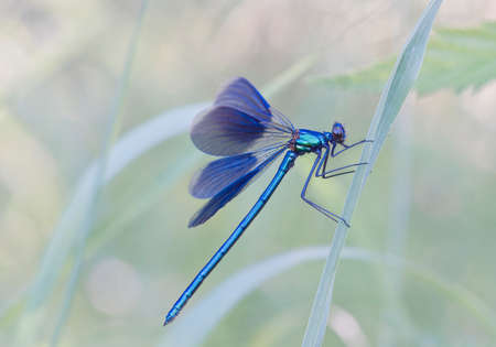 Dragonflies of Central Russia. Morning awakeningの写真素材