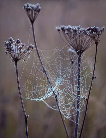 Cobwebs in the morning dewの写真素材