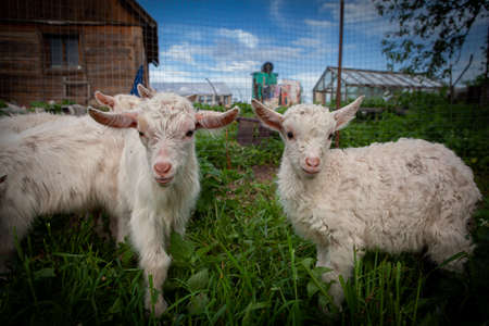 Goats from the village of Kozlovkaの写真素材