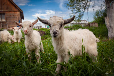 Goats from the village of Kozlovkaの写真素材