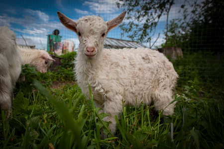 Goats from the village of Kozlovkaの写真素材