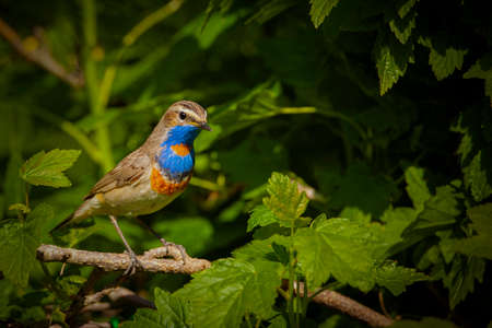 Bluethroat. Birds of Central Russiaの写真素材