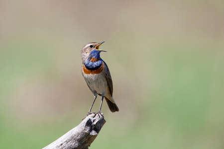 Bluethroat. Birds of Central Russiaの写真素材