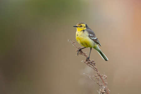The citrine wagtail (Motacilla citreola) is a small songbird in the family Motacillidae.の写真素材