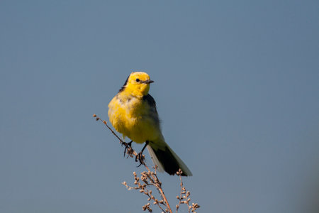 The citrine wagtail (Motacilla citreola) is a small songbird in the family Motacillidae.の写真素材