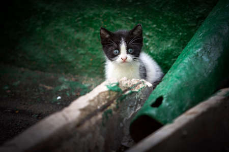 Cats that walk by themselves