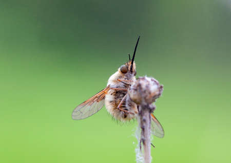 The Bombyliidae are a family of flies. Their common name are bee flies or humbleflies
