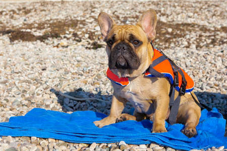 My friend is a French bulldog named Dadoの写真素材