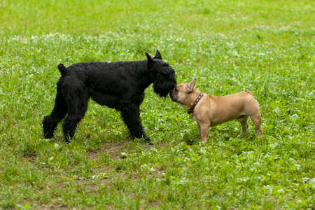 Dado and schnauzer. My friend is a French bulldog named Dadoの写真素材