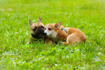 Dado and his friend Corgi. My friend is a French bulldog named Dado.