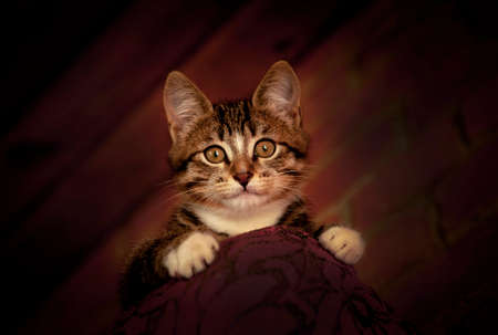 Stray cats in parks of Russian citiesの写真素材