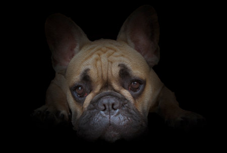 My friend is a French bulldog named Dadoの写真素材