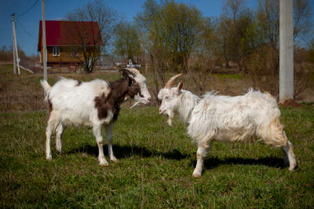 Goats from the village of Kozlovkaの写真素材