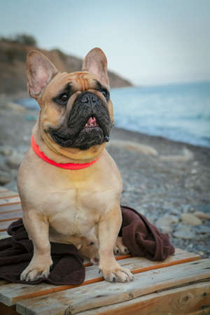 My friend is a French bulldog named Dadoの写真素材