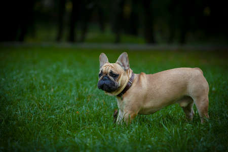 My friend is a French bulldog named Dadoの写真素材