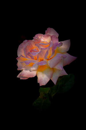 Roses on a black backgroundの写真素材