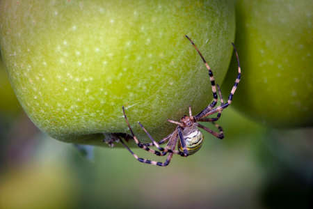 Argyope bruennici spider (spider wasp) on an apple