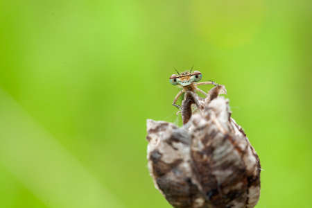 Dragonflies of Central Russia. Morning awakeningの写真素材