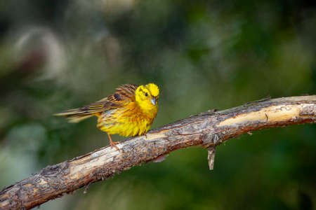 The yellowhammer (Emberiza citrinella) is a passerine bird.の写真素材