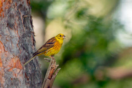 The yellowhammer (Emberiza citrinella) is a passerine bird.の写真素材