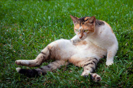 Stray cats in parks of Russian cities