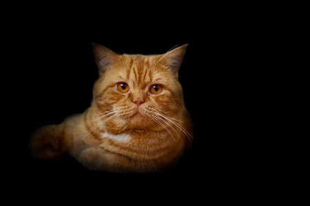 Portrait of a red cat on a black background. Close-up.の写真素材