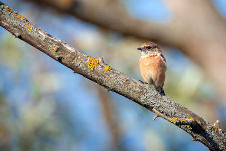 A female Eastern Redstart sits on a branch of a tree.の写真素材