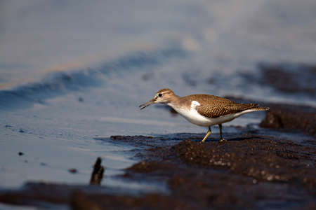 The common sandpiper (Actitis hypoleucos) is a small Palearctic wader.の写真素材