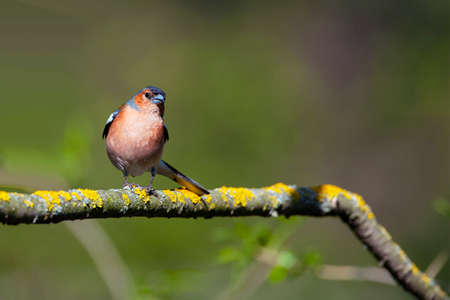 Common chaffinch-Songbird of the finch family.の写真素材