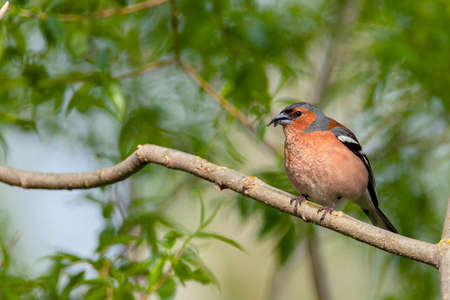 Common chaffinch-Songbird of the finch family.の写真素材
