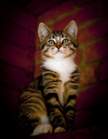Stray cats in parks of Russian citiesの写真素材