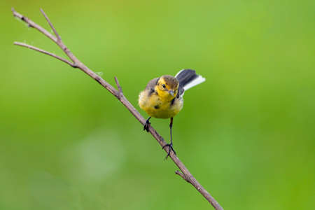 The citrine wagtail (Motacilla citreola) is a small songbird in the family Motacillidae.の写真素材