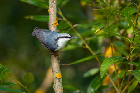 The Eurasian nuthatch on a branch. Birds of Central Russiaの写真素材