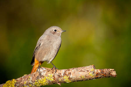 Immature European black redstart The picture was taken in Central Russia.の写真素材