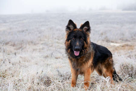 A German Shepherd puppy named Jackの写真素材