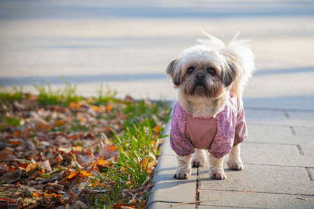 Shih tzu dog dressed in a pink jacket.の写真素材