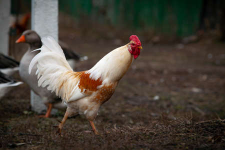 An important rooster walks through the villageの写真素材