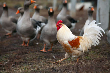 An important rooster walks through the villageの写真素材