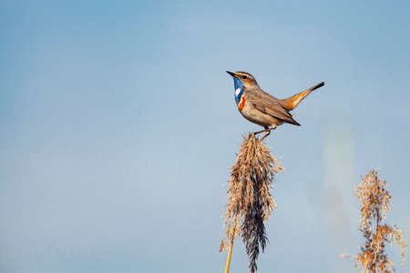 The bluethroat (Luscinia svecica) is a small passerine bird that was formerly classed as a member of the thrush family Turdidaeの写真素材