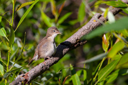 Blyth's reed warbler (Acrocephalus dumetorum) is an Old World warbler in the genus Acrocephalus.の写真素材