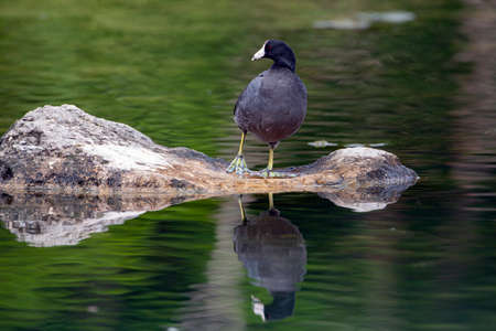 The American coot (Fulica americana), also known as a mud hen or pouldeau, is a bird of the family Rallidae.の写真素材