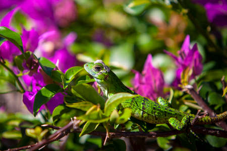 A young iguana on the Yucatan Peninsulaの写真素材