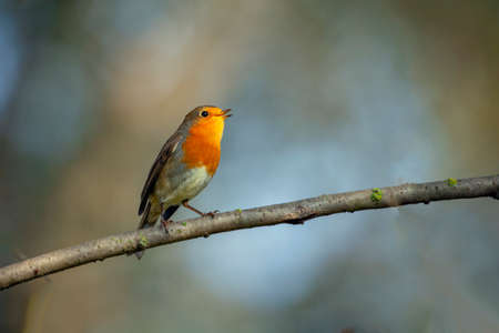 A robin perched on a twig in the spring sunshine.