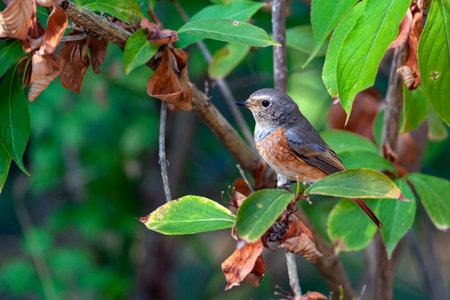 Immature European black redstart The picture was taken in Central Russia.の写真素材