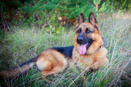 A German Shepherd is lying in a clearing in the forest.の写真素材