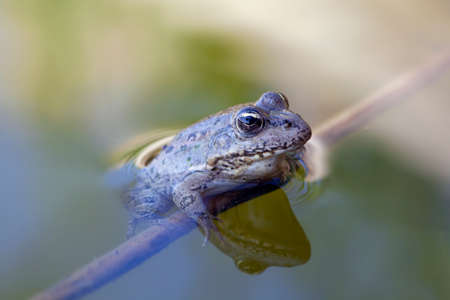 The true frogs, family Ranidae, have the widest distribution of any frog family.の写真素材